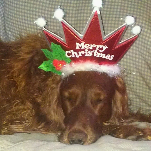 Meet your Posher, Sindy - Picture 4 of 4